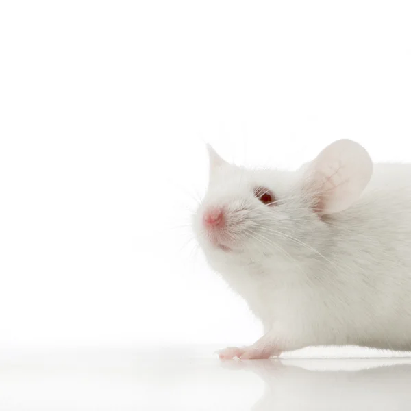 Ratón blanco — Foto de Stock