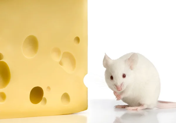 Biała mysz — Zdjęcie stockowe