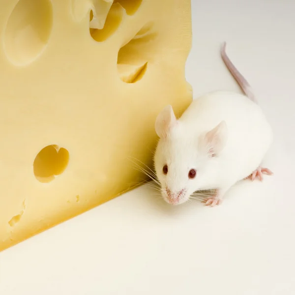 白色鼠标 — 图库照片