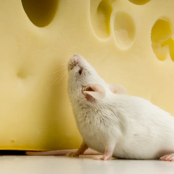 Ratón blanco —  Fotos de Stock