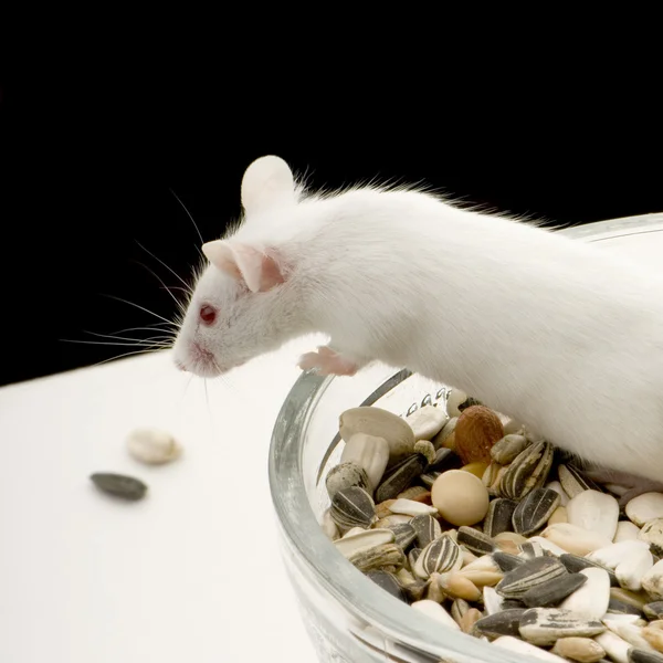 Biała mysz — Zdjęcie stockowe