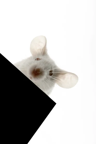 Valkoinen hiiri — kuvapankkivalokuva