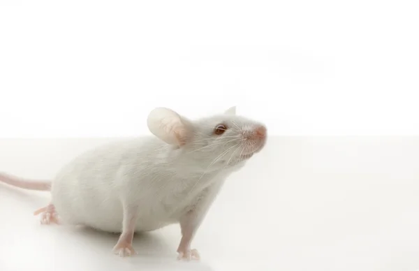 Білі миші — стокове фото