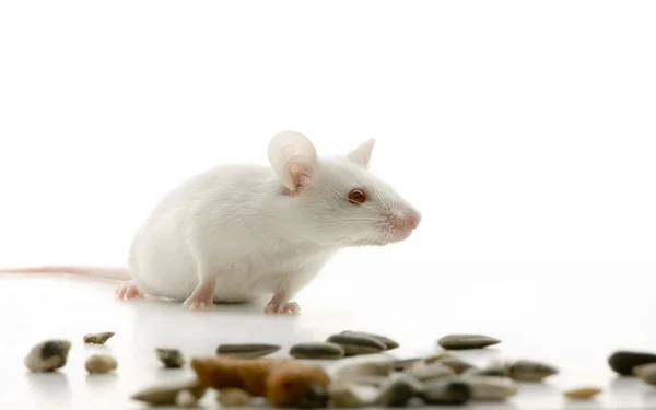 Witte muis — Stockfoto