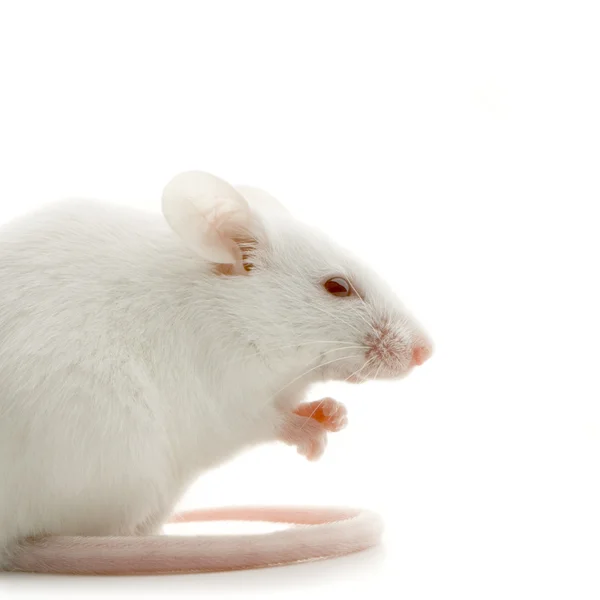 白色鼠标 — 图库照片