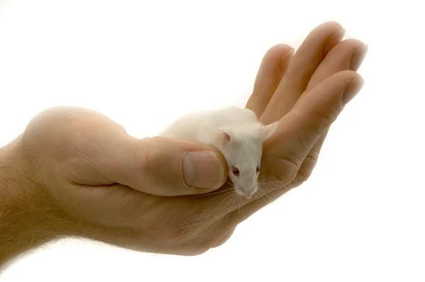 White Mouse — Stock Photo, Image