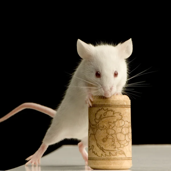 Λευκό ποντίκι που παίζει — Φωτογραφία Αρχείου