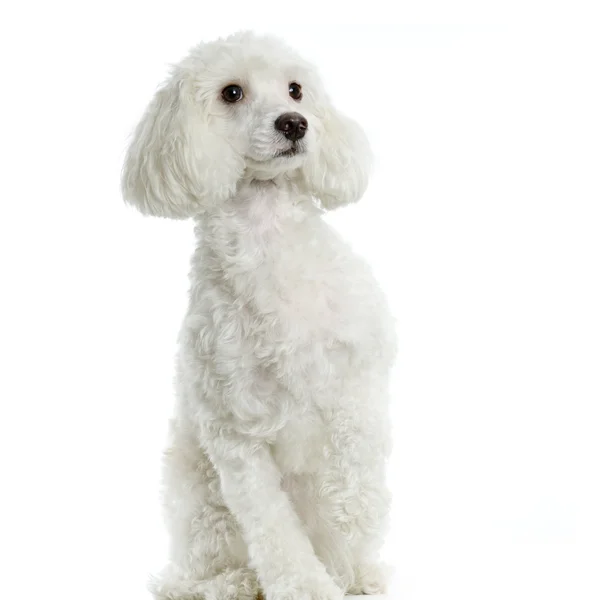 Pies maltański — Zdjęcie stockowe