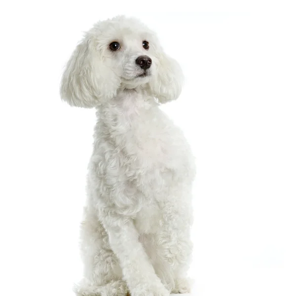 stock image Maltese dog