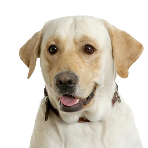 Retrato de un Labrador retriever crema delante de fondo blanco y frente a la cámara —  Fotos de Stock
