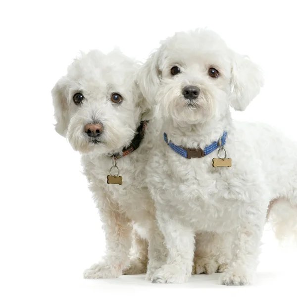 Maltese hond zit op witte achtergrond — Stockfoto