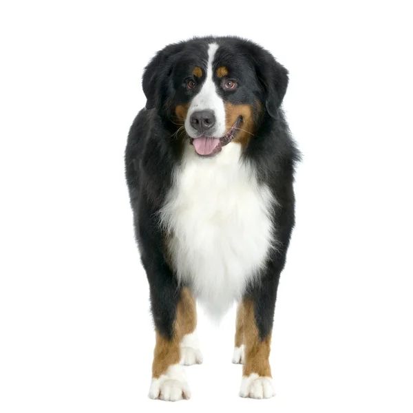 Бернская горная собака стоит перед белым фоном и смотрит в камеру — стоковое фото