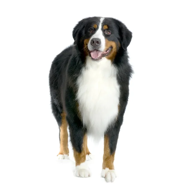 Bernese perro de montaña de pie frente al fondo blanco y frente a la cámara —  Fotos de Stock