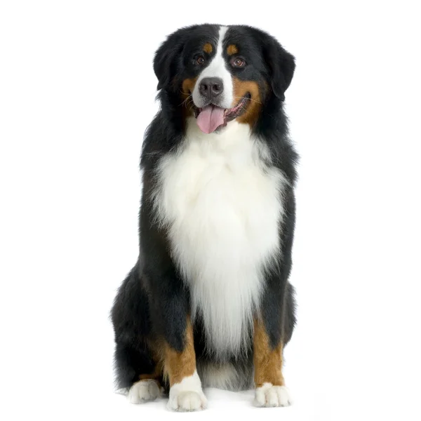 Bernese mountain dog standing in front of white background and facing the camera — Stock Photo, Image