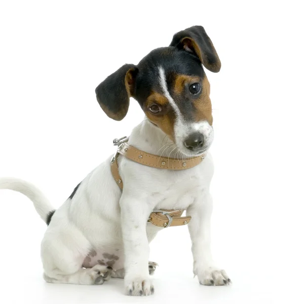 Jack Russell Terrier Welpe, 7 Monate alt, steht vor weißem Hintergrund — Stockfoto
