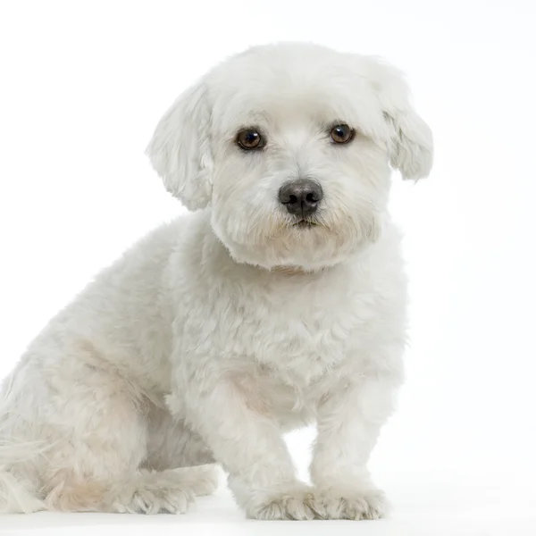 Perro maltés acostado frente a blanco — Foto de Stock