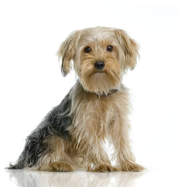 Yorkshire terrier —  Fotos de Stock