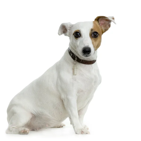 Jack Russel Terrier sitzt vor weißem Hintergrund — Stockfoto
