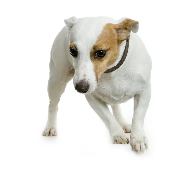 Jack russel terrier sitting in front of white background — Stock Photo, Image