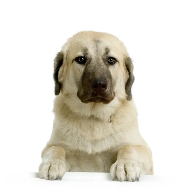 Anatolský pastevecký pes před bílým pozadím — Stock fotografie