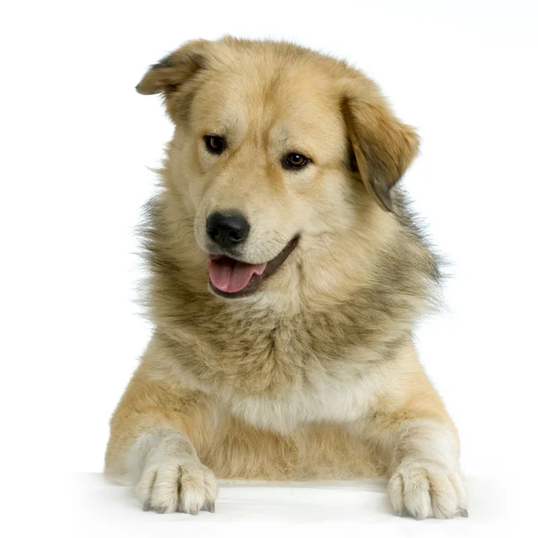 Anatolischer Schäferhund vor weißem Hintergrund — Stockfoto