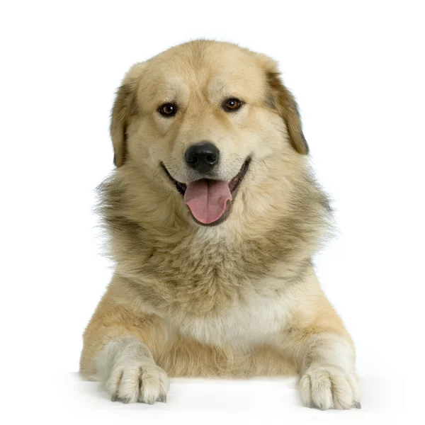 Anatolischer Schäferhund vor weißem Hintergrund — Stockfoto
