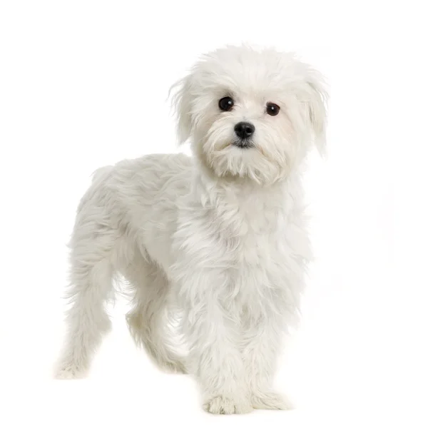 Cão maltês em pé na frente de um fundo branco — Fotografia de Stock