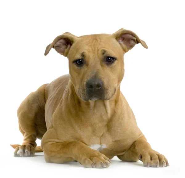 American Staffordshire terrier hazel lying in front of white background — Stock Photo, Image