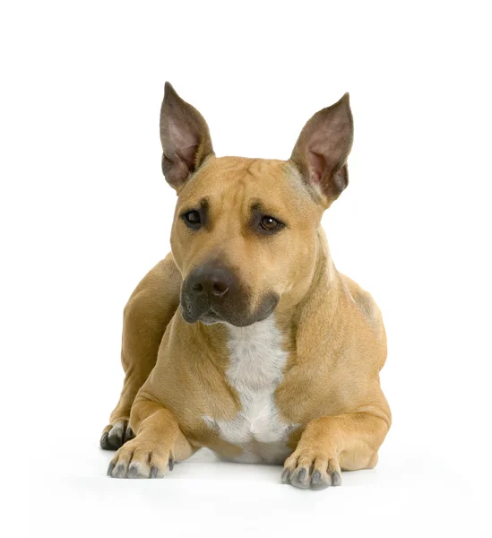 Amerikanischer Staffordshire Terrier Hasel liegt vor weißem Hintergrund — Stockfoto