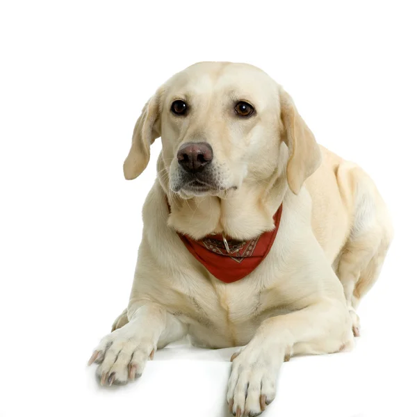 Crema Labrador retriever con una sciarpa rossa — Foto Stock