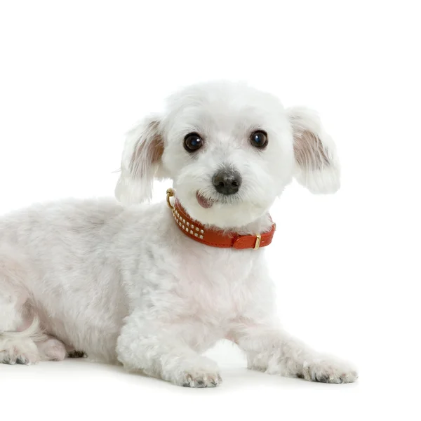 Maltese Dog — Stock Photo, Image