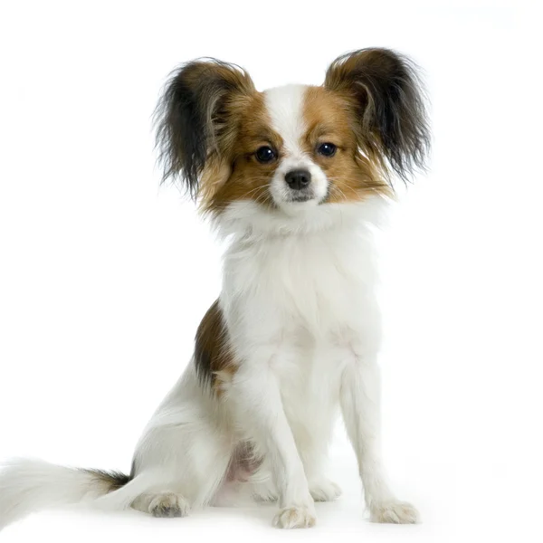 Chihuahua dai capelli lunghi — Foto Stock