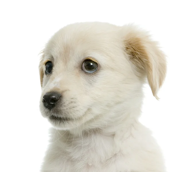 ラブラドル ・ レトリーバー犬クリーム — ストック写真