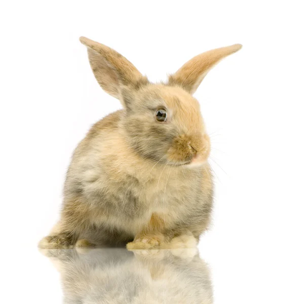 Shy rabbit — Stock Photo © lifeonwhite 10861350