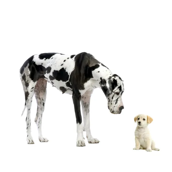 Two Dogs — Stock Photo, Image