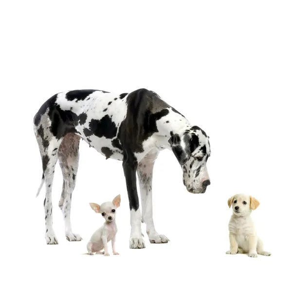 Great Dane HARLEQUIN, cachorro Labrador y cachorro Chihuahua mirándose frente a un fondo blanco —  Fotos de Stock