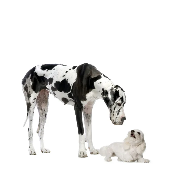 Gran danés HARLEQUIN y perro maltés jugando y mirándose el uno al otro delante de un fondo blanco —  Fotos de Stock