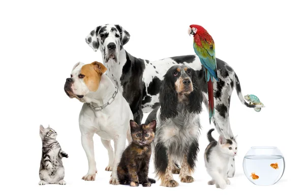Group of pets standing in front of white and brown background — Stock Photo, Image
