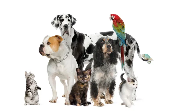 Группа домашних животных, стоящих на белом и коричневом фоне — стоковое фото