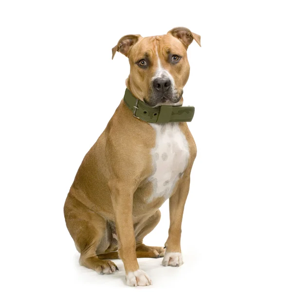 American Staffordshire terrier sitting in front of a white background — Stock Photo, Image