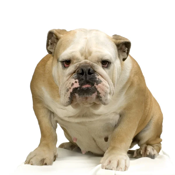 English bulldog — Stock Photo, Image