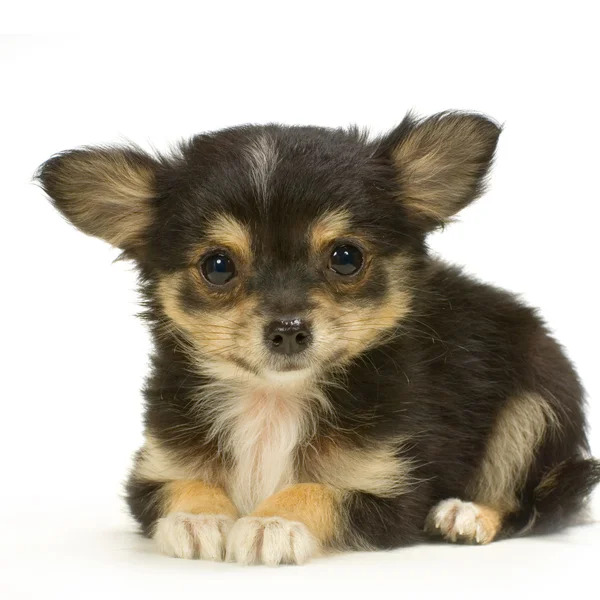 Chihuahua de pelo largo — Foto de Stock