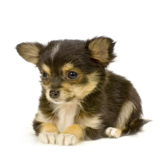 Chihuahua de cabelos compridos — Fotografia de Stock