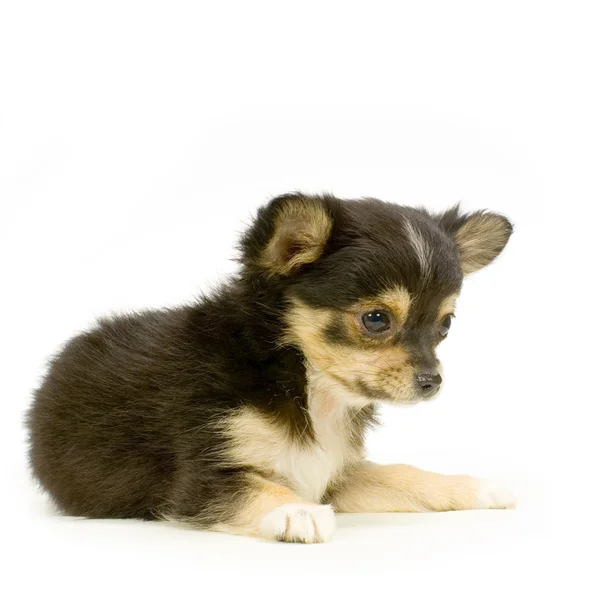 Long haired chihuahua — Stock Photo, Image