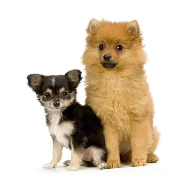 A long haired chihuahua and a spitz — Stock Photo, Image