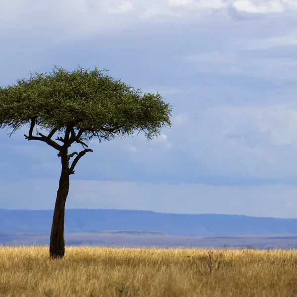 Savannah Masai mara — Stock Photo, Image