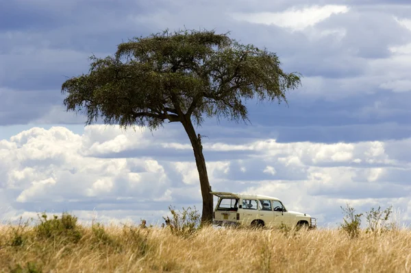 Masajka Mara — Zdjęcie stockowe