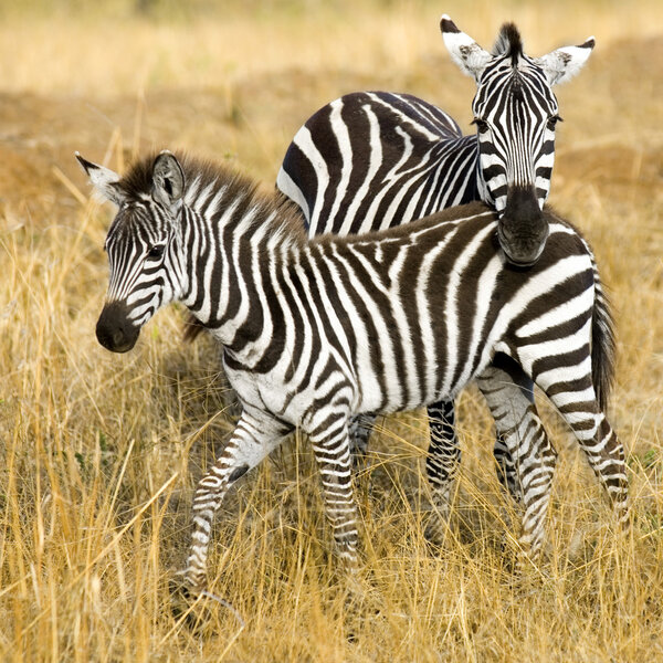 Zebra at masai mara