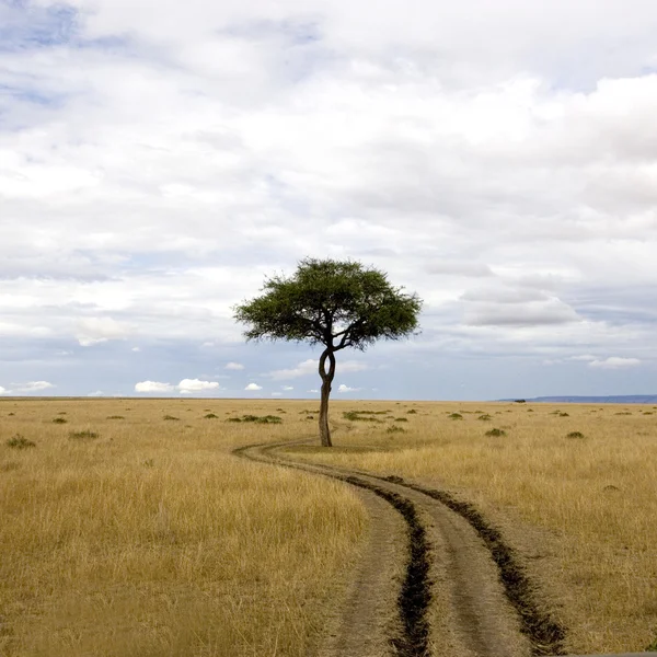 Masai mara — Foto de Stock