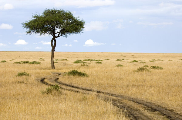 View of a tree in the middle of a plain in the natural reserve of masai mara.